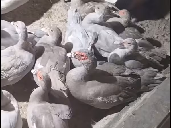 Ducks