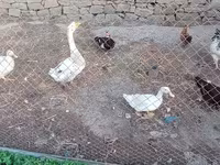 Geese — foto 1