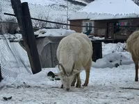 Коза, Saanen goat — фото 2