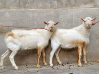 Cabra, Saanen goat — foto 4