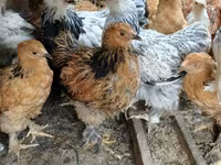 Brahma — Foto 1
