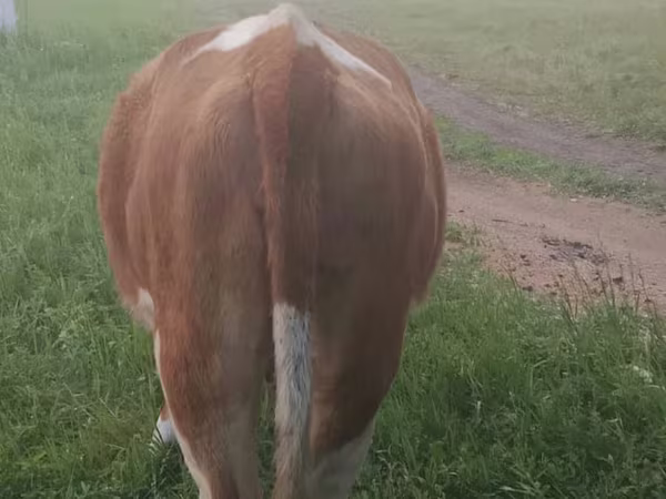 بقرة, Simmental cattle