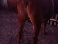 Сиыр, Latvian Blue cattle — 3-сурет