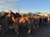 Pferde (Partie, Geschlecht nicht angegeben), Horse breed — Foto 1