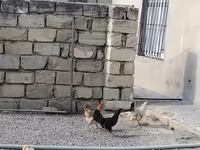 Chickens — الصورة 3