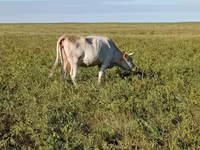 Kuh, Simmental cattle — Foto 2