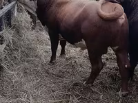 Toro, Vaca kazaja de cabeza blanca — foto 4