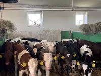 ثور, Simmental cattle — الصورة 3