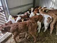 ثور, Simmental cattle — الصورة 2