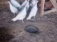 Turkeys — Foto 1