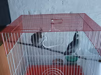 Nymph parakitləri (kakadula) – 2 ədəd - Rəng: boz-limon tonları — 3-rasm