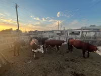 公牛, Cattle — 照片 6