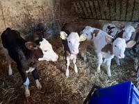 İnək, Simmental cattle — foto 4
