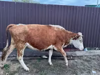 Vaca, Simmental cattle — foto 1