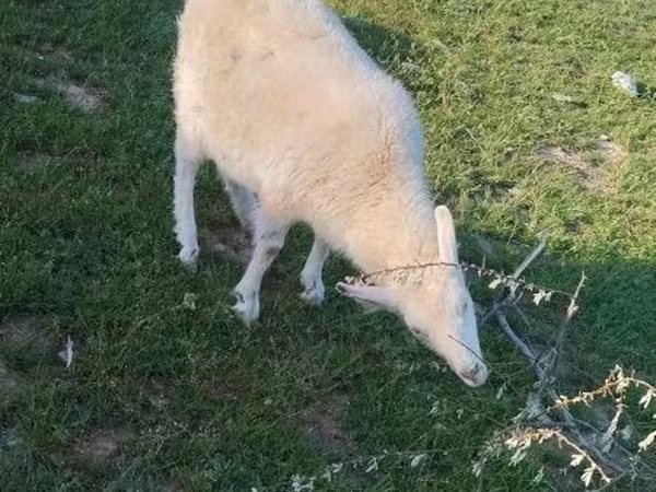 Ziege, Russian White goat