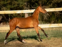 Horse (M), Akhal-Teke — photo 5