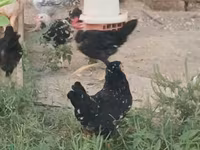 Chickens — الصورة 4