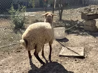 Schaf, Schafe — Foto 6