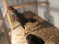 Chickens — foto 2