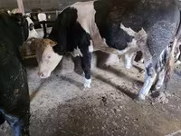 Bulle, Simmental cattle — Foto 6