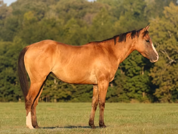Madyan, Quarter Horse