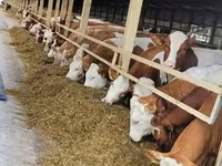 Bovinos (lote, sexo no especificado), Ganado vacuno — foto 1