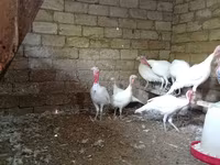 Blanca de pechuga ancha — foto 4