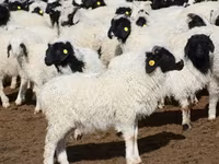 भेड़, Romanov sheep — फ़ोटो 8