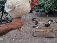 Chickens — 1-rasm