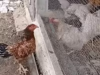 Chickens — Foto 3