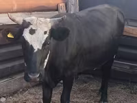 Сиыр, Russian Black pied cattle — 1-сурет