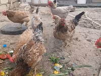 Chickens — Foto 1