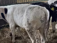 Bulle, Russian Black pied cattle — Foto 1