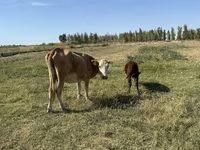Sigir, Latvian Blue cattle — 4-rasm