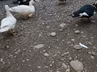 Ducks — photo 2