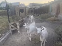 Ziegenbock, Russian White goat — Foto 6