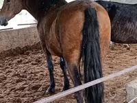Stute, Horse breed — Foto 6