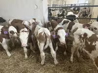 公牛, Simmental cattle — 照片 5
