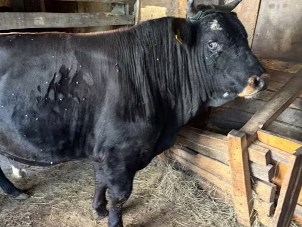 Bulle, Aberdeen-Angus