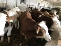 Buqa, Simmental cattle — 4-rasm