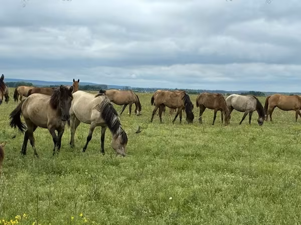Pferde (Partie, Geschlecht nicht angegeben), Horse breed