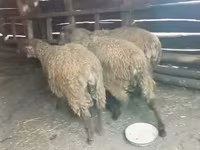 公羊, Sheep — 照片 3