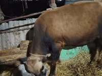 بقرة, Simmental cattle — الصورة 6