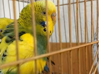 Məhsul: dalmatin və klassik rəng kombinasiyalarında nimfa/budgerigar — foto 5