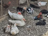Chickens — 3-rasm