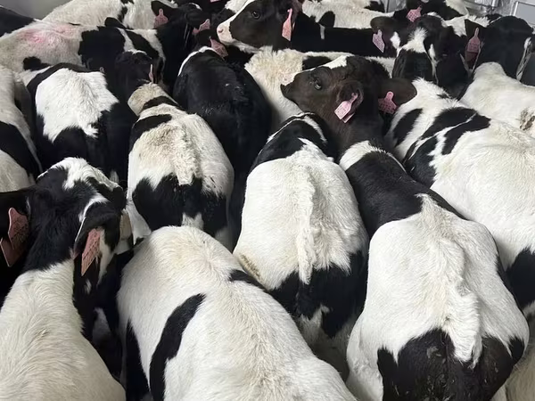 Toro, Raza Holstein