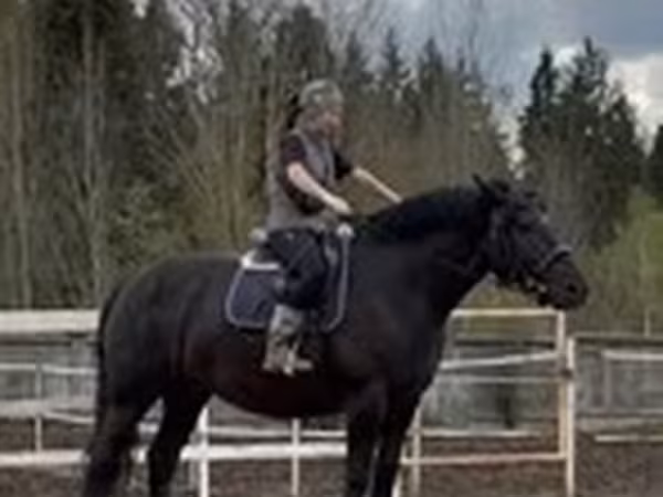 فرس, Percheron