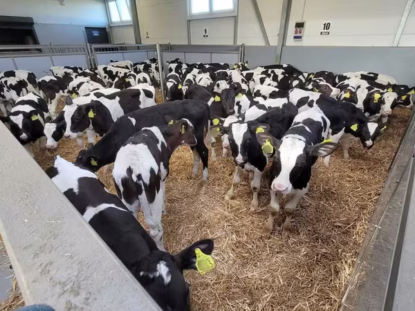 Bull, Holstein breed