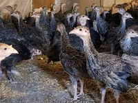 Guinea fowl — الصورة 1