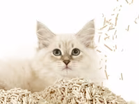 PETKIT Occult Blood Test Mixed Cat Litter (Qan Testi Qumu) Sağlamlıq — 5-rasm